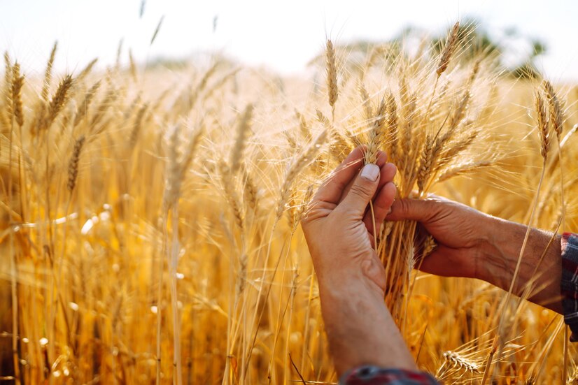 Урожай пшеницы и свеклы уничтожили заморозки в Воронежской области