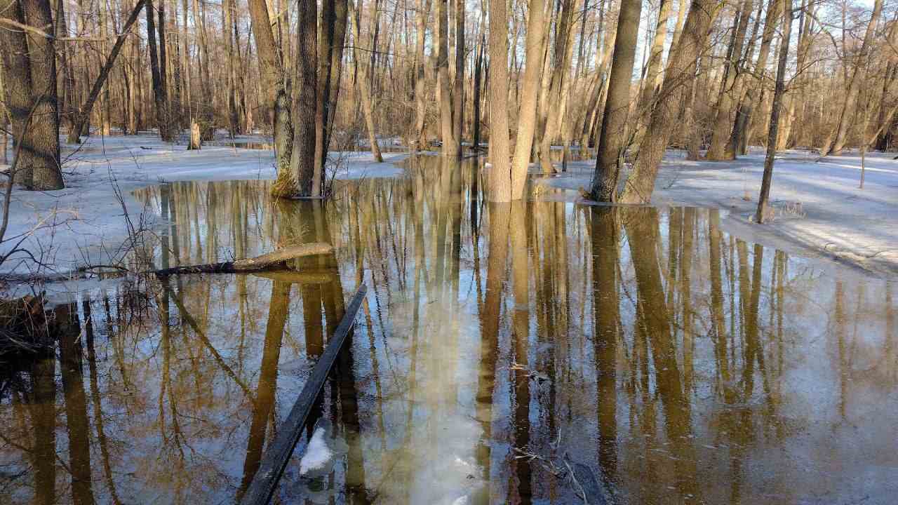Экотропу затопило в Воронежском заповеднике