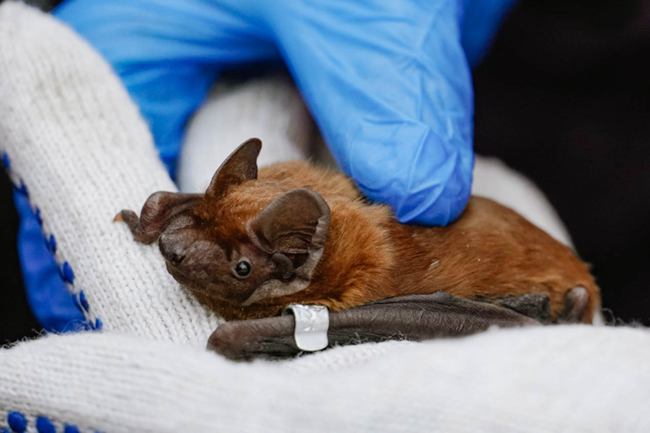 выпускание летучих мышей парк алые паруса фото ермакова (20).jpg