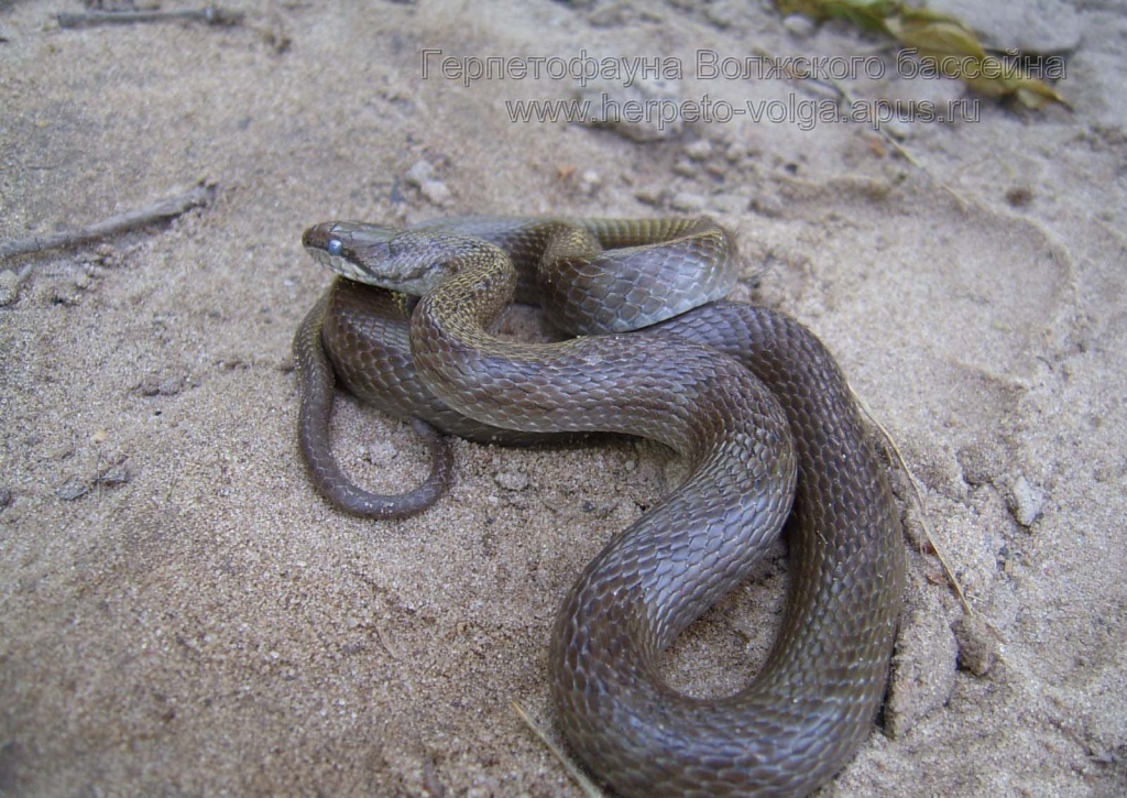 Змеи которые водятся в дагестане фото