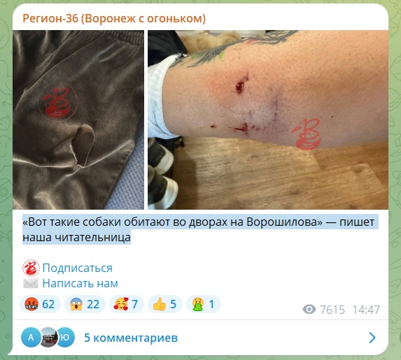 собаки.jpg
