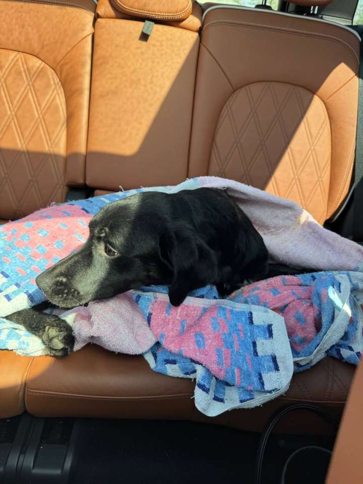 Мармедал до операции (1).jpg