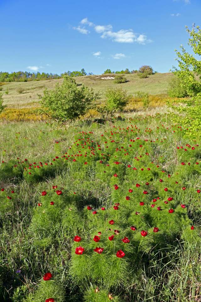 пион тонколистный-сайт.JPG