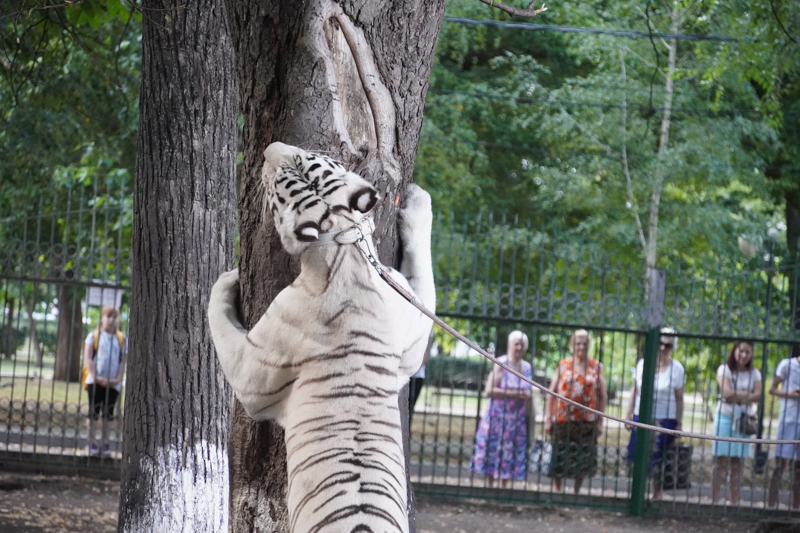 цирк тигр тигры на прогулке фото ермакова (38).jpg