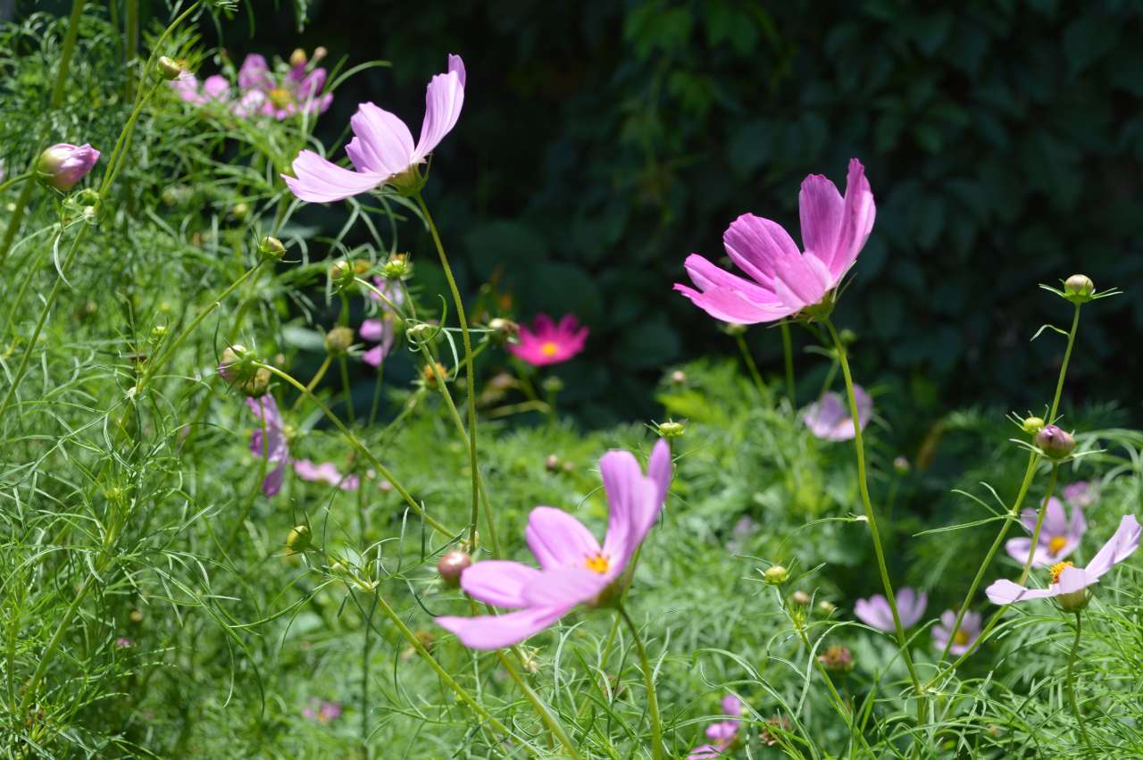 DSC_0467.JPG