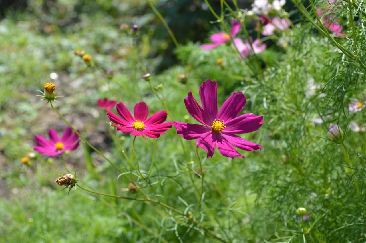 DSC_0466.JPG