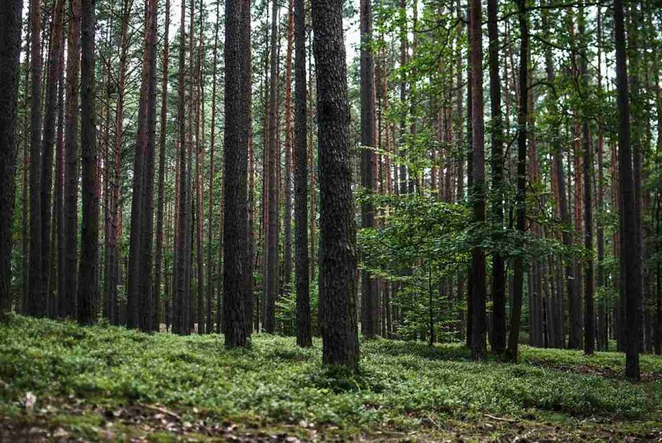 Более 1,5 тыс. га леса в Воронежской области испортили бабочки-вредители