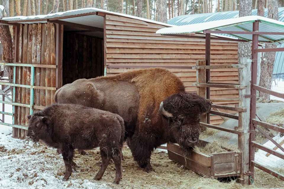 В Воронеже из-за сильного ветра закрыли зоопитомник «Червлёный яр»
