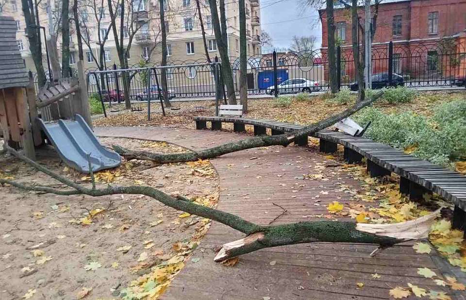 В Воронеже устраняют последствия сильного ветра в парках и скверах города
