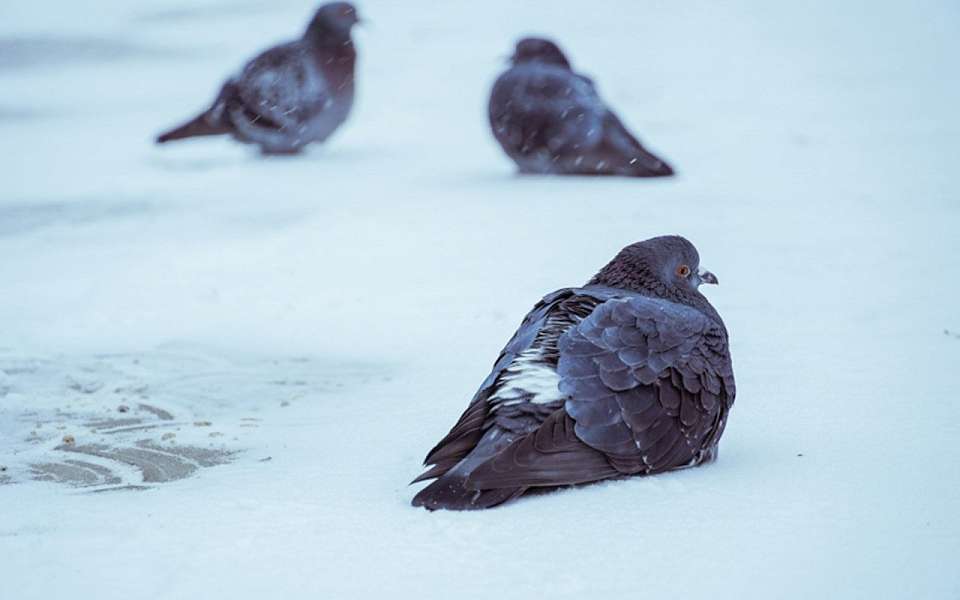 Мороз до -24 градусов ударит в Воронежской области