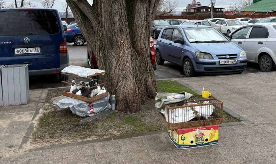 В Воронеже провели рейды против торговцев птицами на Благовещение