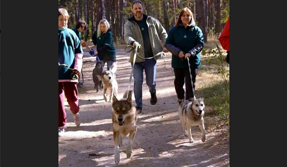 Трижды в неделю воронежцы могут гулять с собаками из муниципального приюта