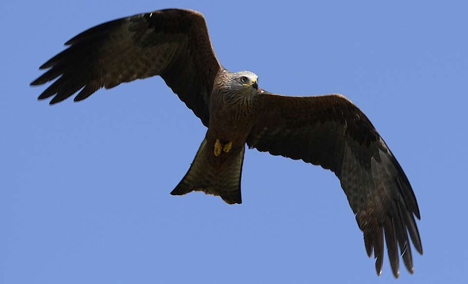 Раньше обычного прилетели в Воронежскую область чёрные коршуны