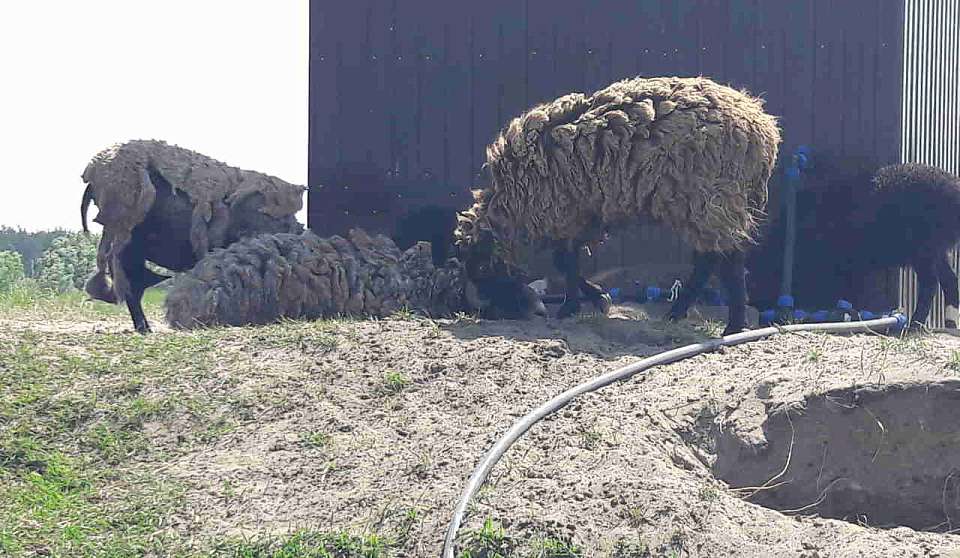 Овец без документов задержали в Воронежской области