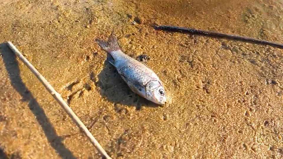 Массовая гибель рыбы произошла в заповедном озере Воронежской области