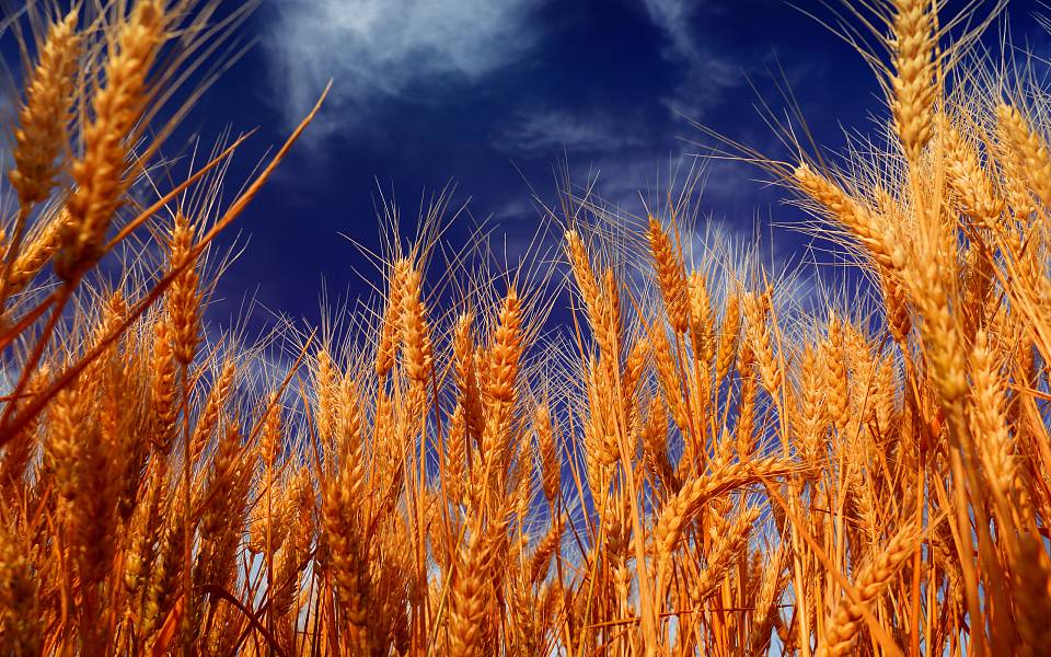 Исторический рекорд по сбору зерновых установили в Воронежской области