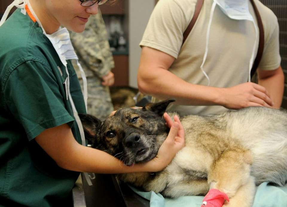 Фейк об отправке ветеринаров из госучреждений в зону СВО распространяют в Воронежской области