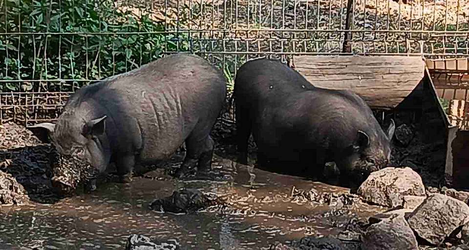 Деофшоризацию структуры владения завершила воронежская ГК «Агроэко»