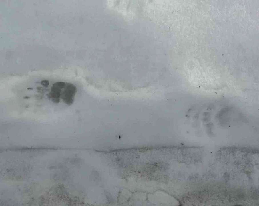 После зимней спячки в воронежском заповеднике проснулся барсук