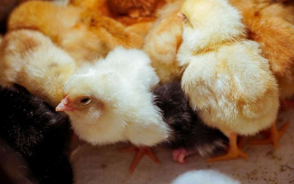 Закрыли птицефабрику за антисанитарию в Воронежской области