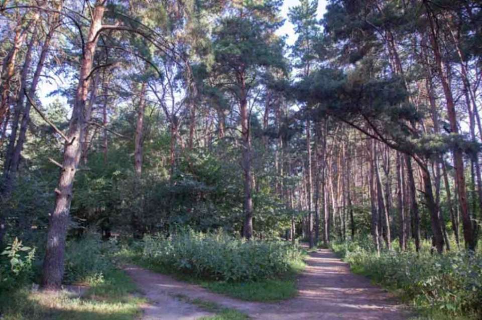 Запрет на посещение лесов продлили до 17 октября в Воронежской области