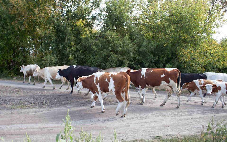 Более тысячи голов опасных сельхозживотных и птиц выявили в Воронежской области