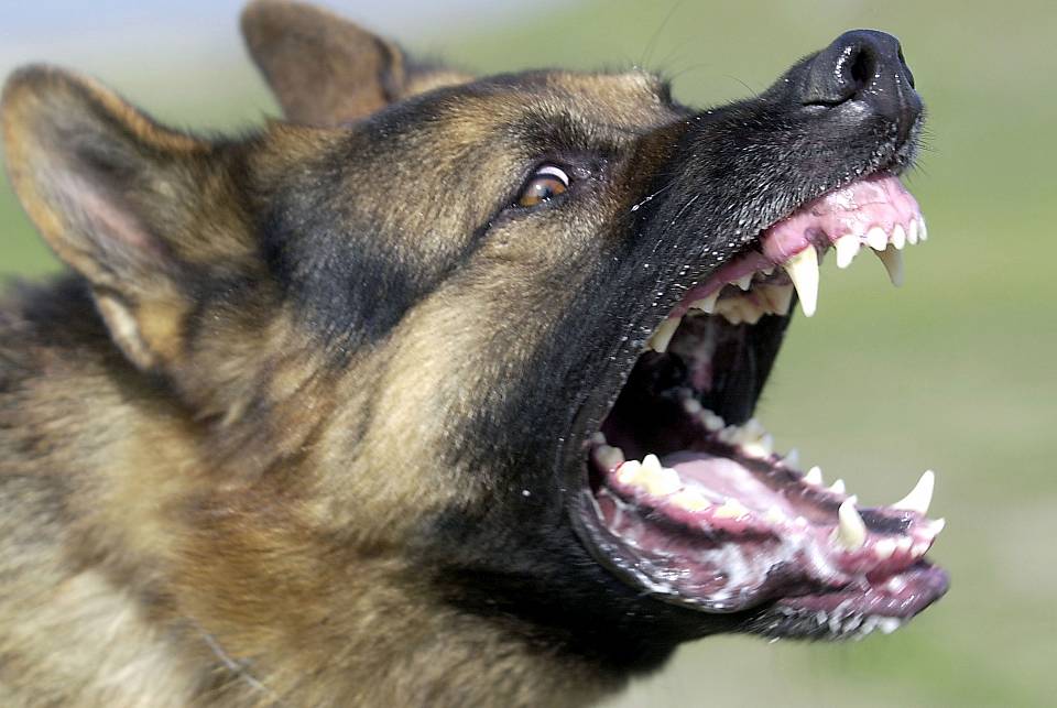 Воронежцы создали петицию с просьбой спасти их от бродячих собак