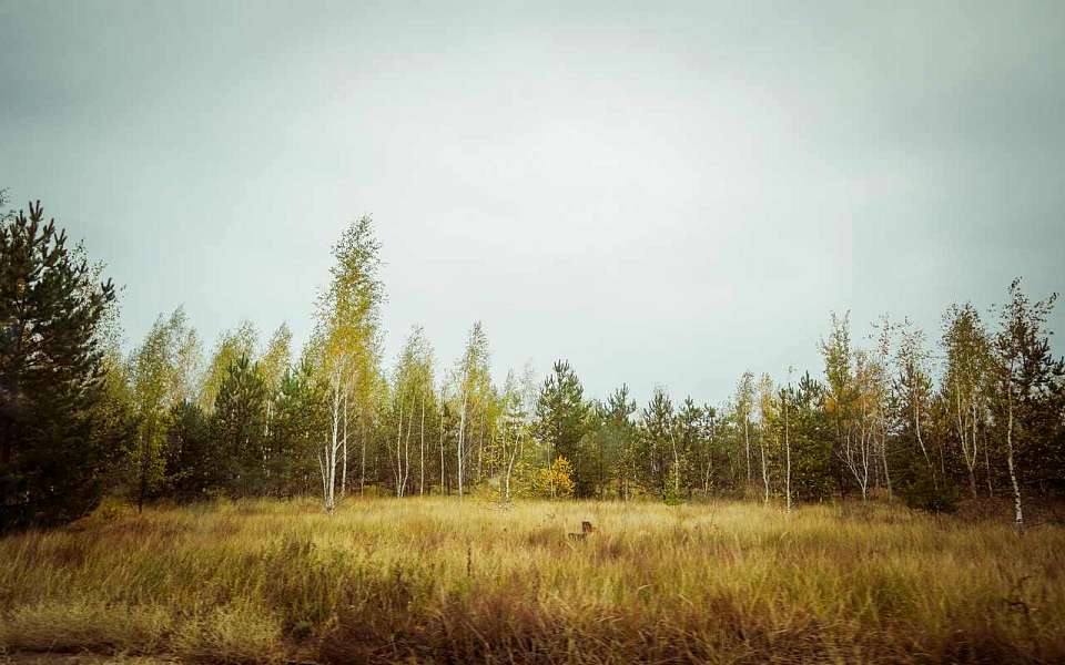 Похолодает до +6 градусов в середине недели в Воронежской области