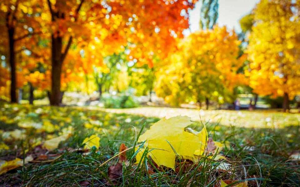 О погоде на среду, 15 октября, рассказали синоптики воронежцам