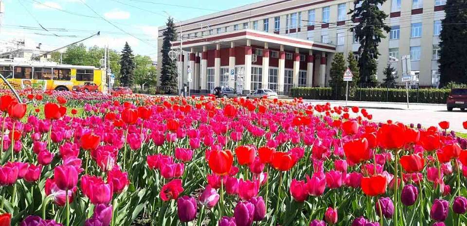 Более 105 тысяч тюльпанов на клумбах Воронежа будут радовать в этом году его жителей