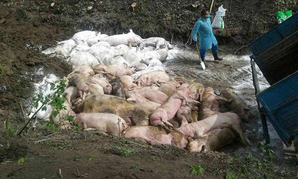 Свиная чума разоряет воронежских селян