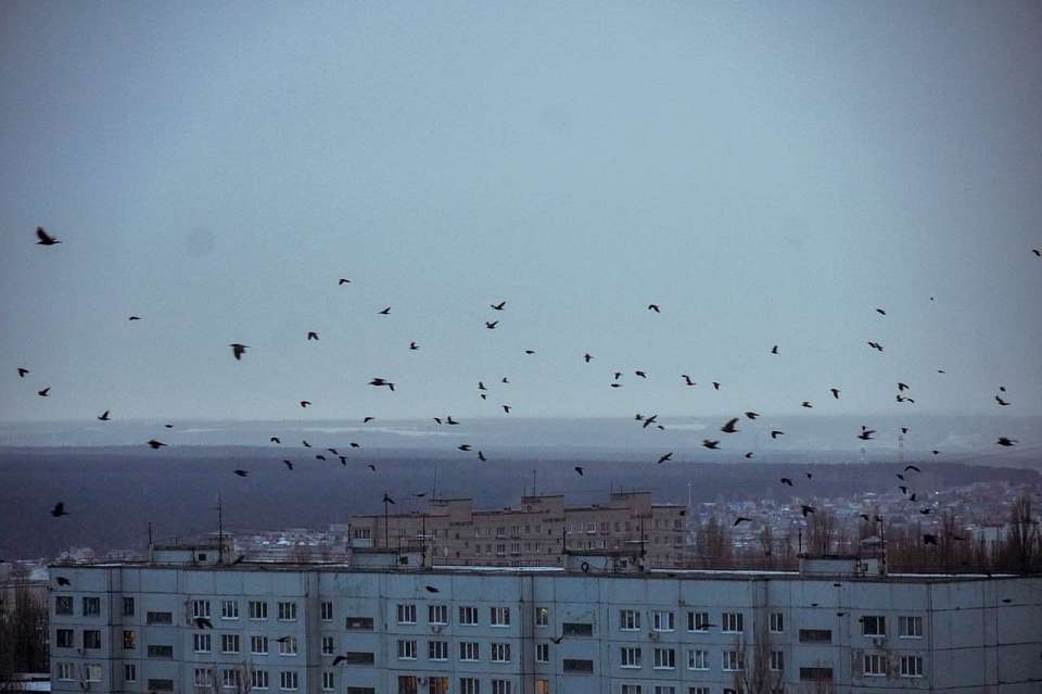 Теплый и пасмурный день ожидает 9 марта воронежцев