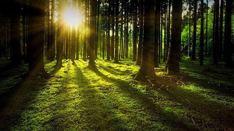 Приговор за контрабанду леса в Финляндию вынесен в Воронеже