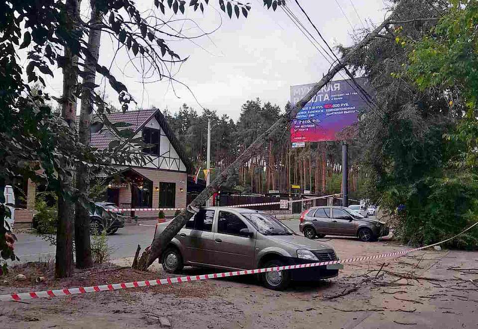 Сухая сосна рухнула на автомобиль в Железнодорожном районе Воронежа