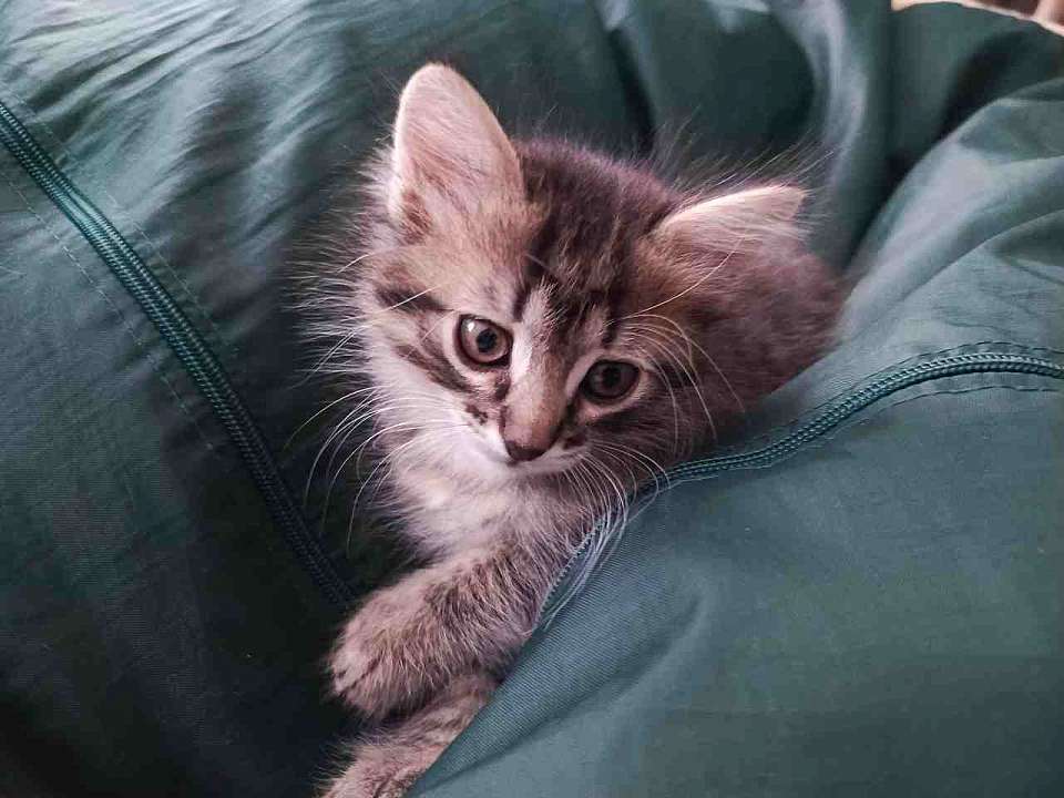 Воронежец оставил кота замерзать у многоэтажки на улице Артамонова