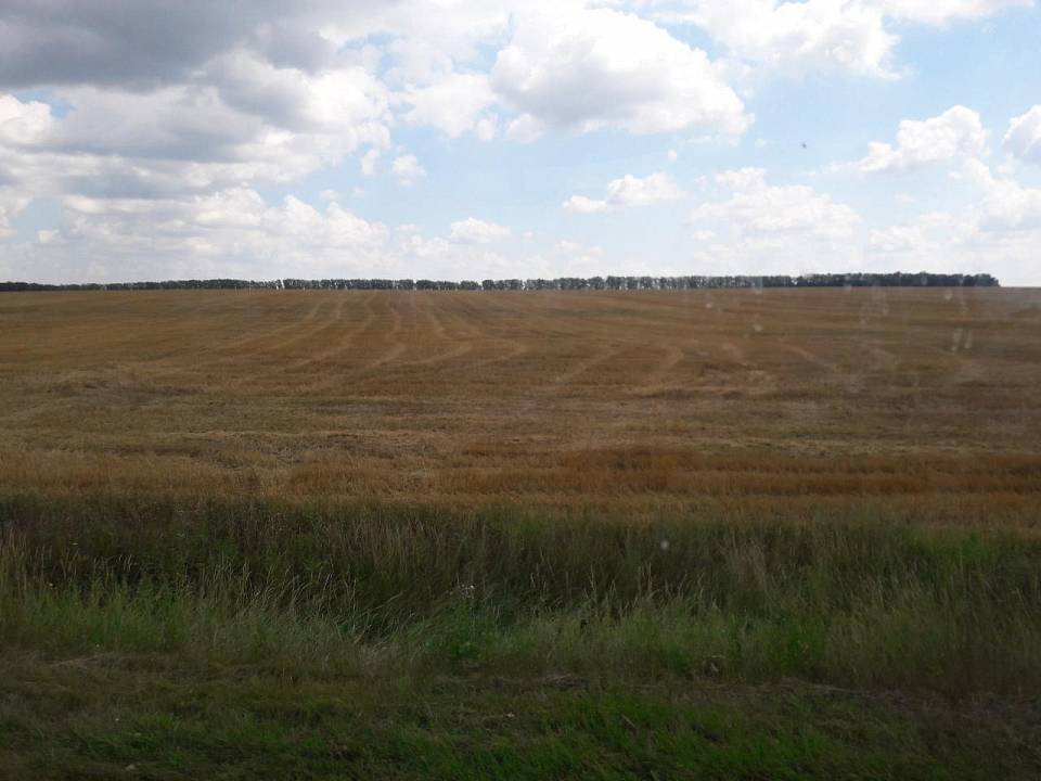 Земли сельхозназначения в Воронежской области загрязнили недопустимыми пестицидами