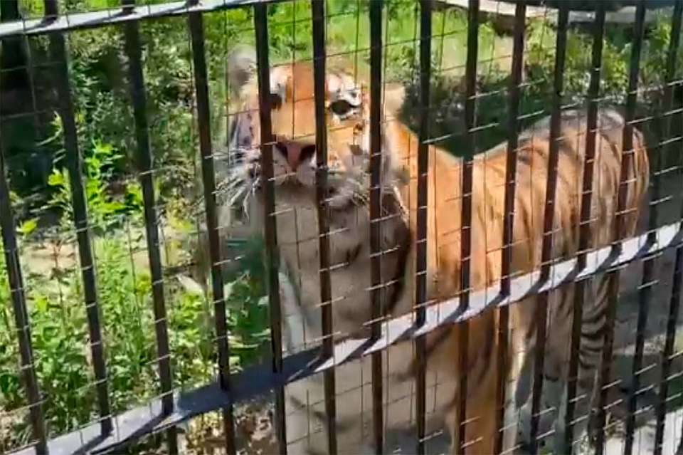 Воронежский зоопарк на видео показал нового обитателя – амурского тигра