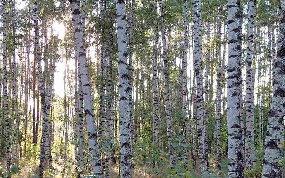 О погоде на 21 сентября рассказали воронежские синоптики
