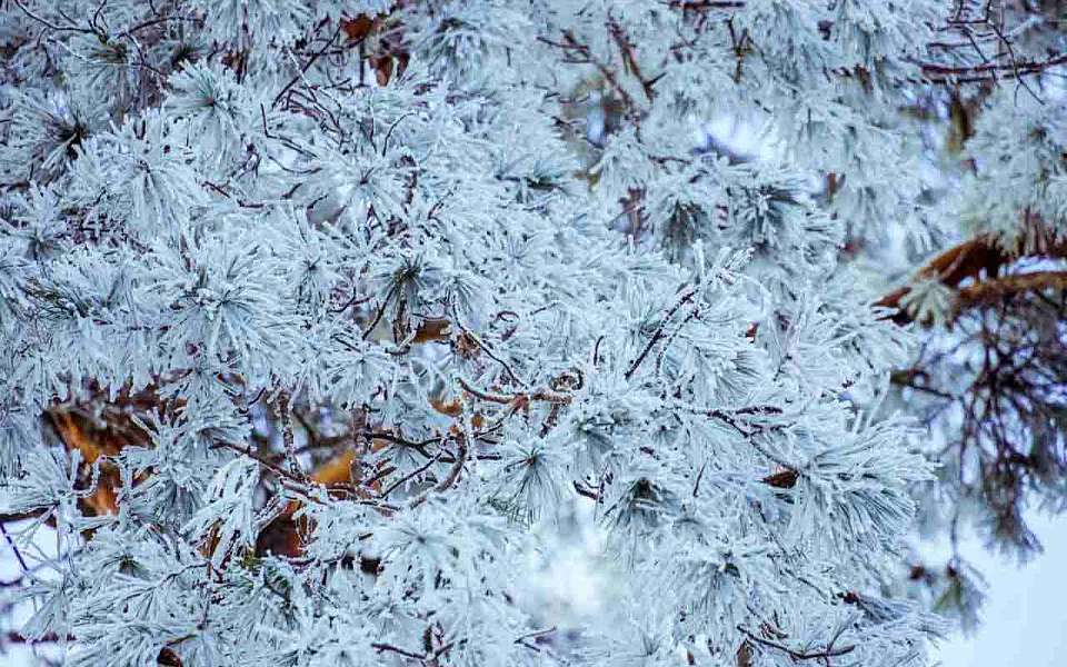 Аномально холодный декабрь спрогнозировали для Воронежской области в Гидрометцентре