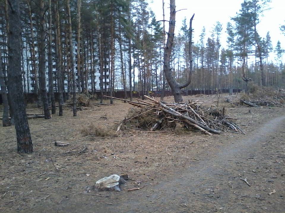 В Воронеже ищут проектировщика для благоустройства Северного леса