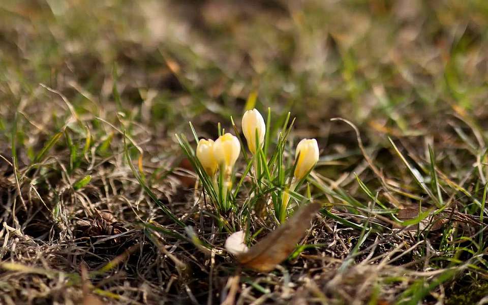 В воронежском сквере имени Ивана Бунина расцвели крокусы