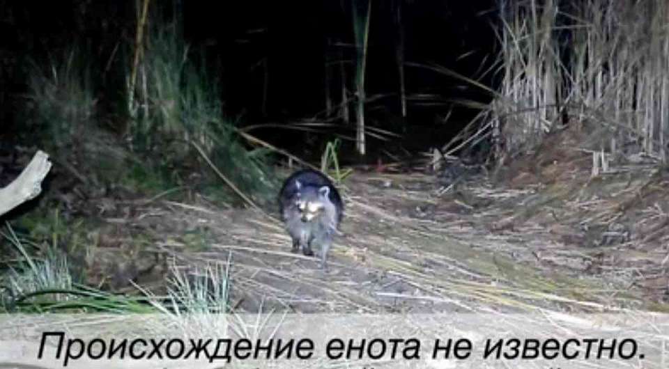 В Воронежском заповеднике завелся енот-полоскун
