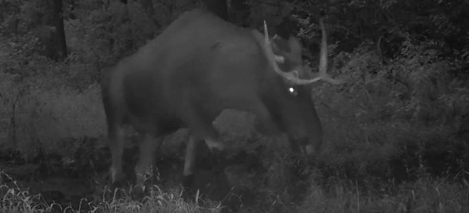 На видео запечатлелась битва лося с фотоловушкой в Воронежском заповеднике