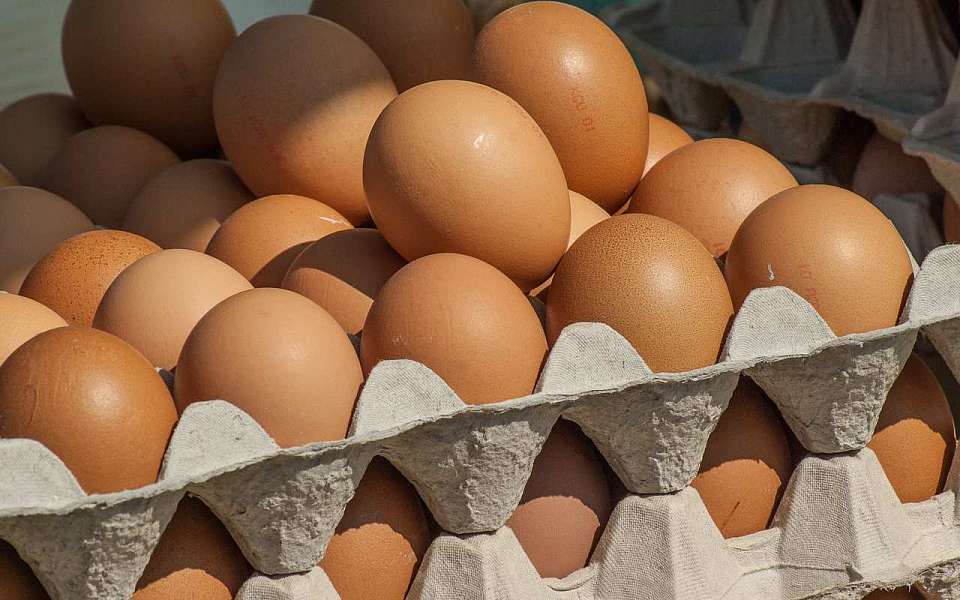 На 60 млн яиц в год увеличат мощность птицефабрики в Воронежской области
