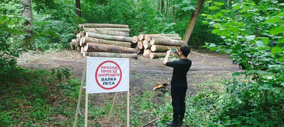 В воронежской Нагорной дубраве началась санитарная рубка