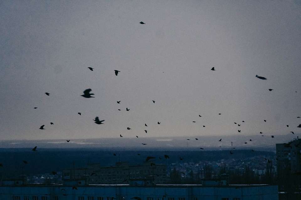 Десятки деревьев повалил штормовой ветер в Воронеже 