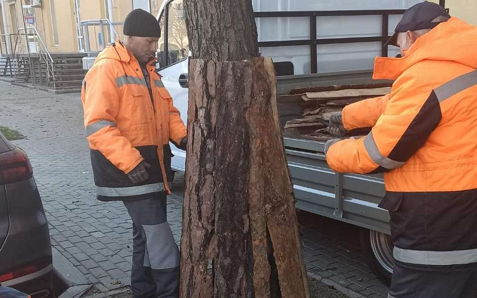 В центре Воронежа «бронируют» деревья