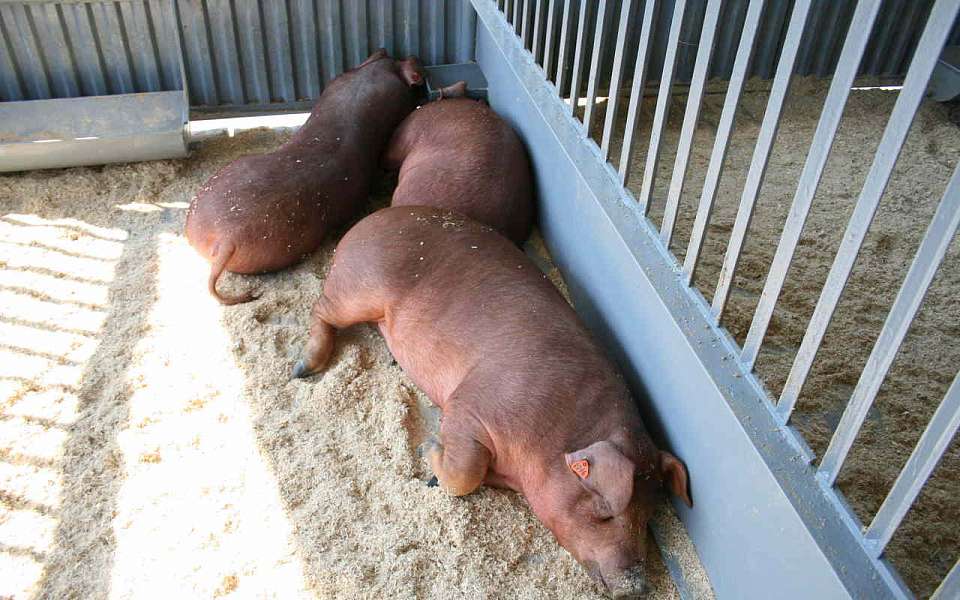Более 11 тыс. живых свиней экспортировали в Грузию из Воронежской области  