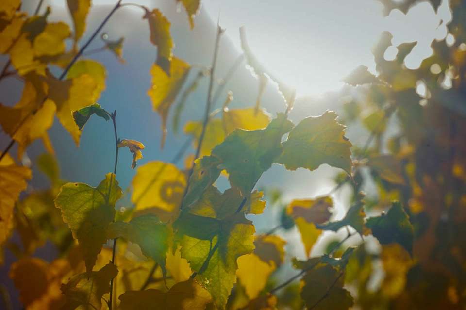 Теплая и туманная погода задержится в выходные дни в Воронежской области