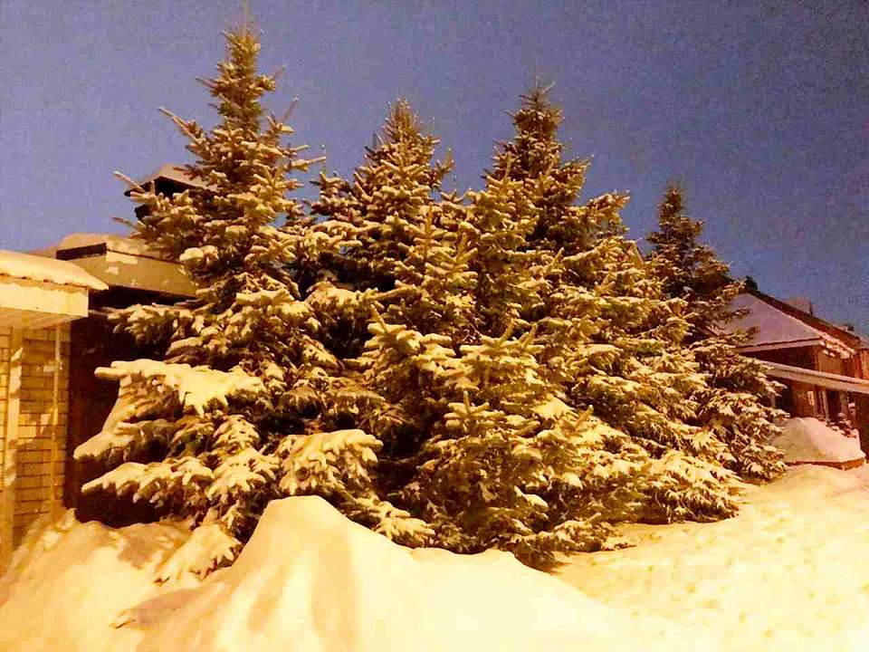 Что будет в Воронеже 14 января. Васильев день. Старый Новый год. Частица Древа Яслей Богомладенца Христа. Капремонт стадиона «Юность»